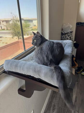 a feline  sitting connected  a model   spot   with woody  bolsters