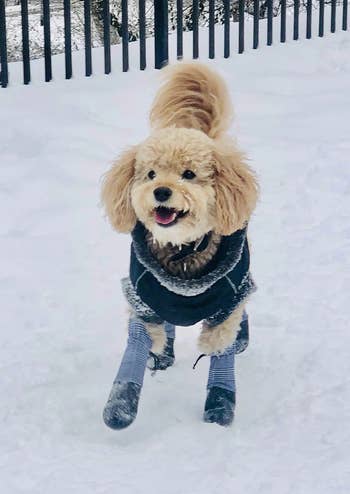 different dog bundled up in the snow wearing the leggings