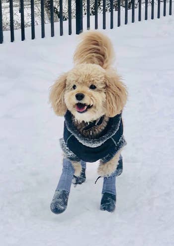 different dog bundled up in the snow wearing the leggings