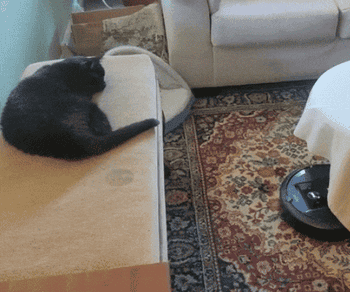 gif showing the roomba gliding over a reviewer's carpet and steering away from the edges of furniture, while their cat sleeps nearby