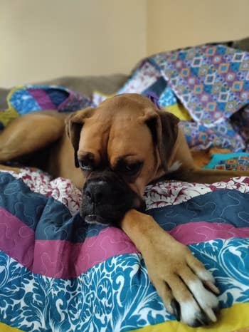 Dog lying connected  a colorful quilt, looking relaxed and sleepy, with its paw stretched out. Cozy location  setting