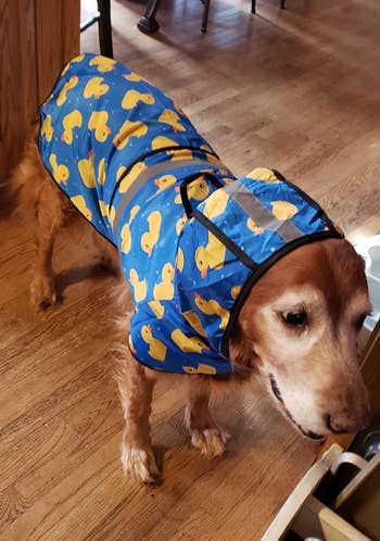 Dog in a blue raincoat with yellow ducks, suitable for pet rain gear shopping articles
