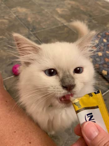A fluffy white cat licks a treat from a person's hand indoors