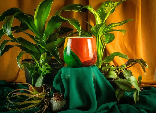Decorative red-green vase surrounded by lush houseplants on draped fabric