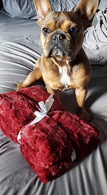 another reviewer's french bulldog next to the red throw blanket, which is folded up and tied with a ribbon