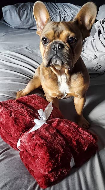 reviewer's french bulldog next to the red throw blanket, which is folded up and tied with a ribbon