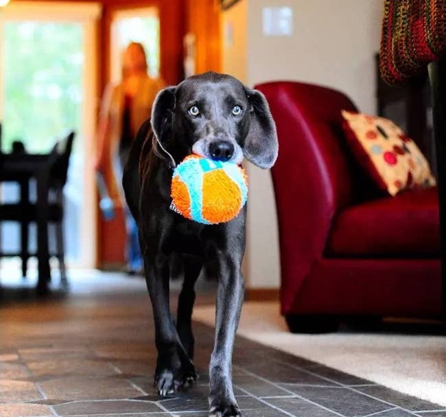 a dog holding the orange and blue ball
