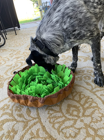 reviewer image of dog playing with snuffle mat 