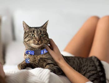 model holds cat with same type of glow-in-dark collar in a blue shade
