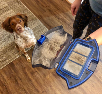 dog stands below dust compartment of same vacuum loaded with pet fur