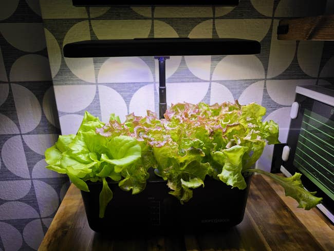 Indoor hydroponic plot with lush greenish and reddish lettuce increasing nether LED lights