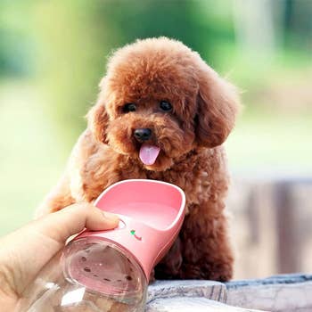 dog drinking out of a spout attached to a small water botlte 