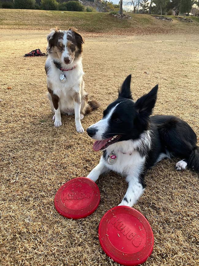Two dogs outside with one lay next to two of the flying disc toys 