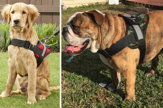 Medium dog wearing black and red adjustable harness with leash clipped on back metal loop, broad dog wearing product in camo standing on grass while showing top view of product