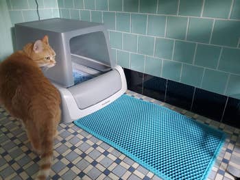 reviewer's cat with covered front-entry version of litter box