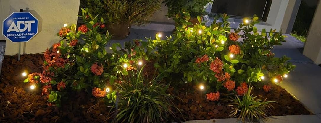Outdoor garden with blooming flowers and small string lights