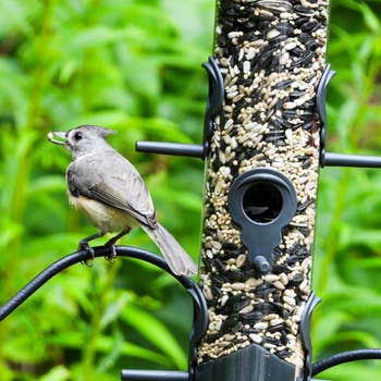 Bird perched connected  a conduit  vertebrate  feeder, surrounded by array of seeds; lush greenery successful  the background