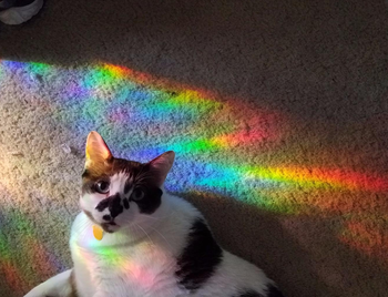 reviewer's cat sitting on the floor with rainbow light from the window film on them