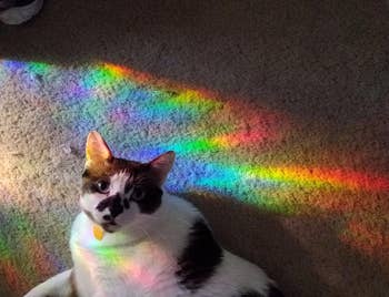reviewer's cat sitting on the floor with rainbow light from the window film on them 