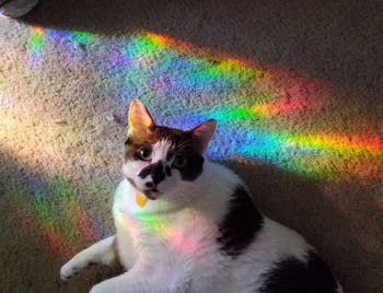 reviewer's cat sitting on the floor with rainbow light from the window film on them 