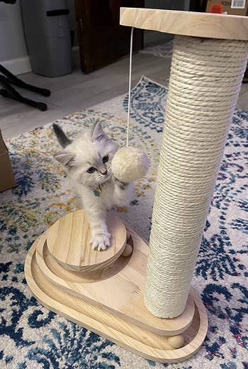 a kitty batting at the pom pom hanging off the scratcher toy