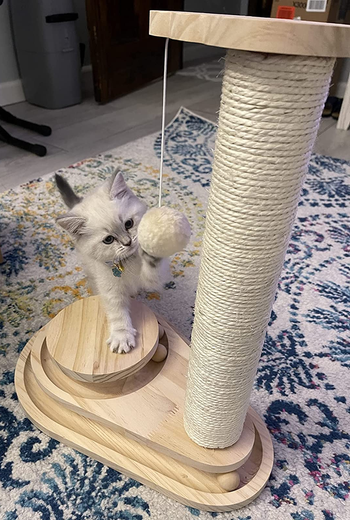 a kitty batting at the pom pom hanging off the scratcher toy