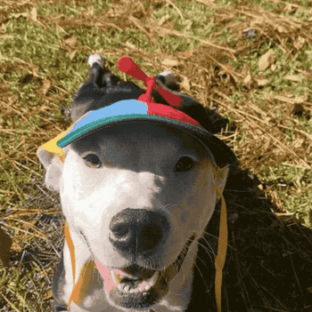 gif of dog in hat with ear straps and with propeller spinning in breeze