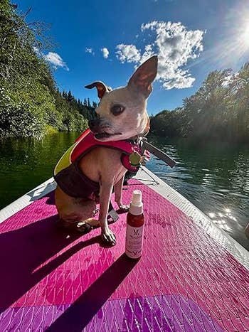 Chihuahua wearing a life vest sits on a paddleboard next to a skincare product