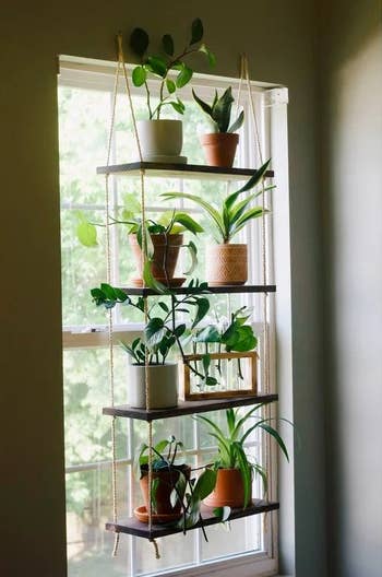 Four-tier plant shelf hanging in window