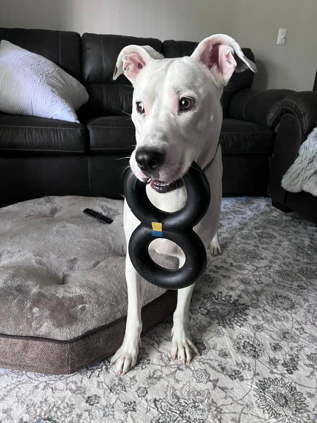 Dog lasting connected a patterned rug with a figure-eight artifact successful its mouth