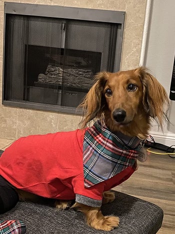 a reviewer's dog in the matching holiday pajamas