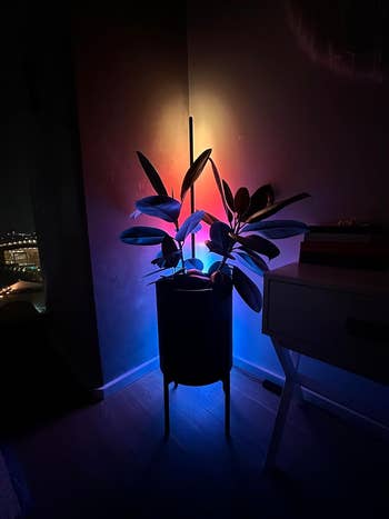 lamp glowing yellow red purple and blue behind a plant