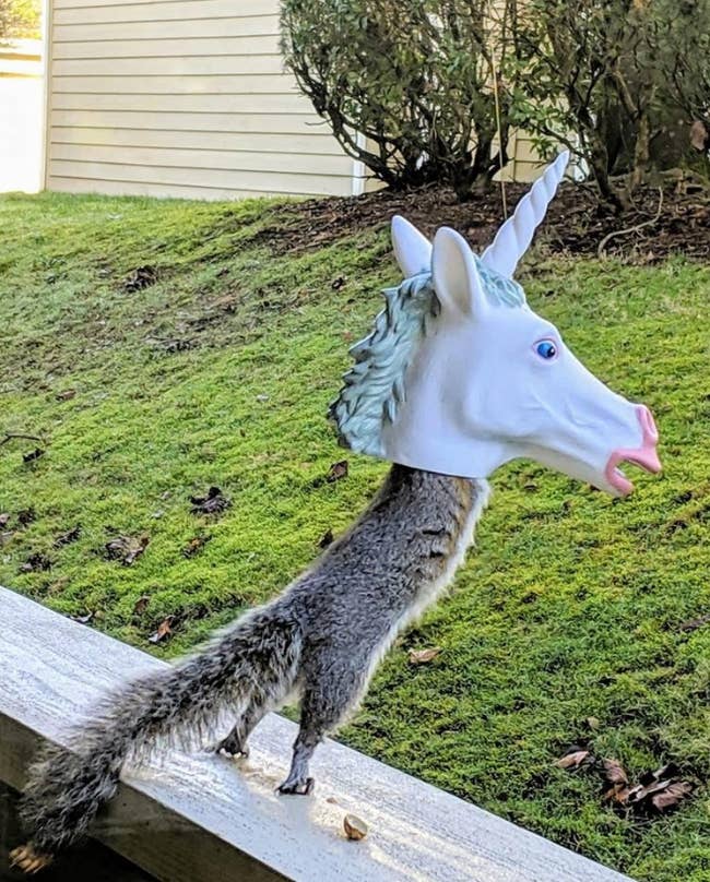 reviewer image of a squirrel stretching on their porch to get inside the unicorn head feeder 