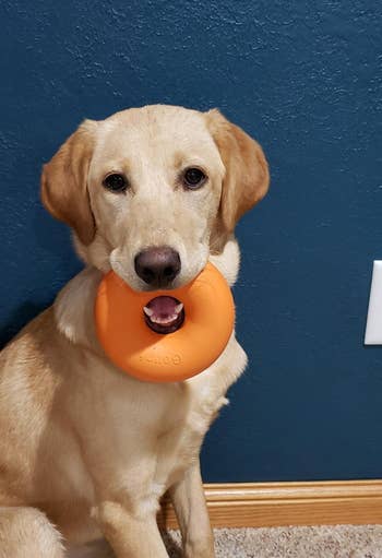 Reviewer photo of the orange donut-shaped toy in a dog's mouth