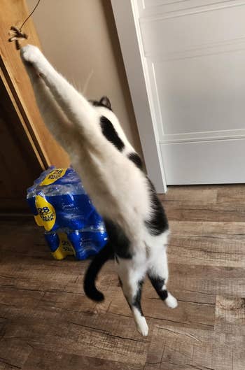 another reviewer's white and black cat jumping in the for the toy