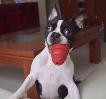 another reviewer's dog with the medium Kong toy