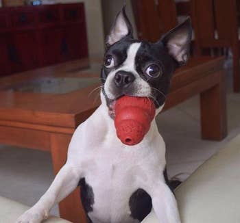 another reviewer's dog with the medium Kong toy