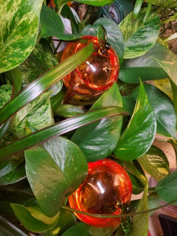 Glass decorative apples placed among lush works leaves