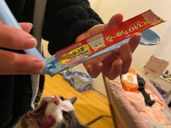 Person feeding a cat a treat from a stick package, cat looking eager