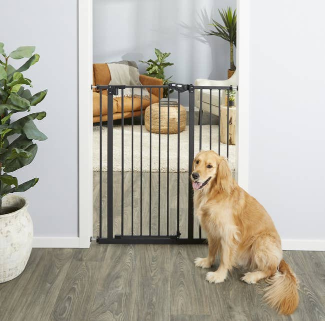 a golden lab in front of the pet gate