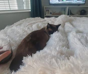Reviewer pic of them in the blanket with a cat sleeping on top