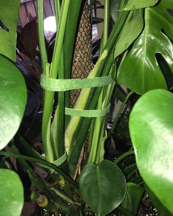 Reviewer photo of Velcro garden tape supporting plant stems