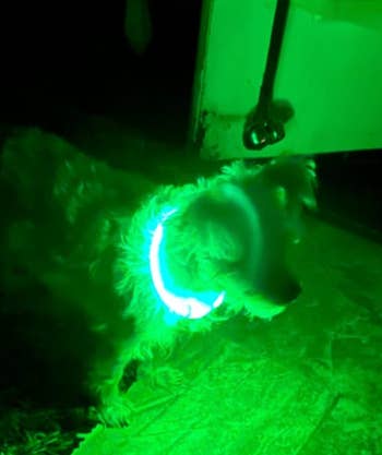Dog wearing a glowing collar at night, demonstrating a pet safety accessory