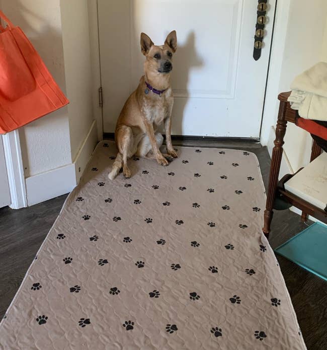 Reviewer photo of dog sitting on large pee pad