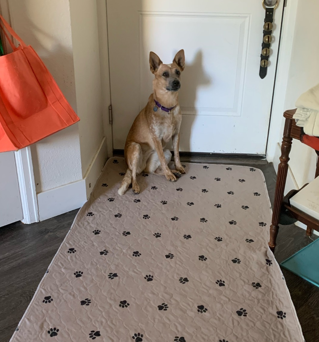 Reviewer photo of dog sitting on large pee pad