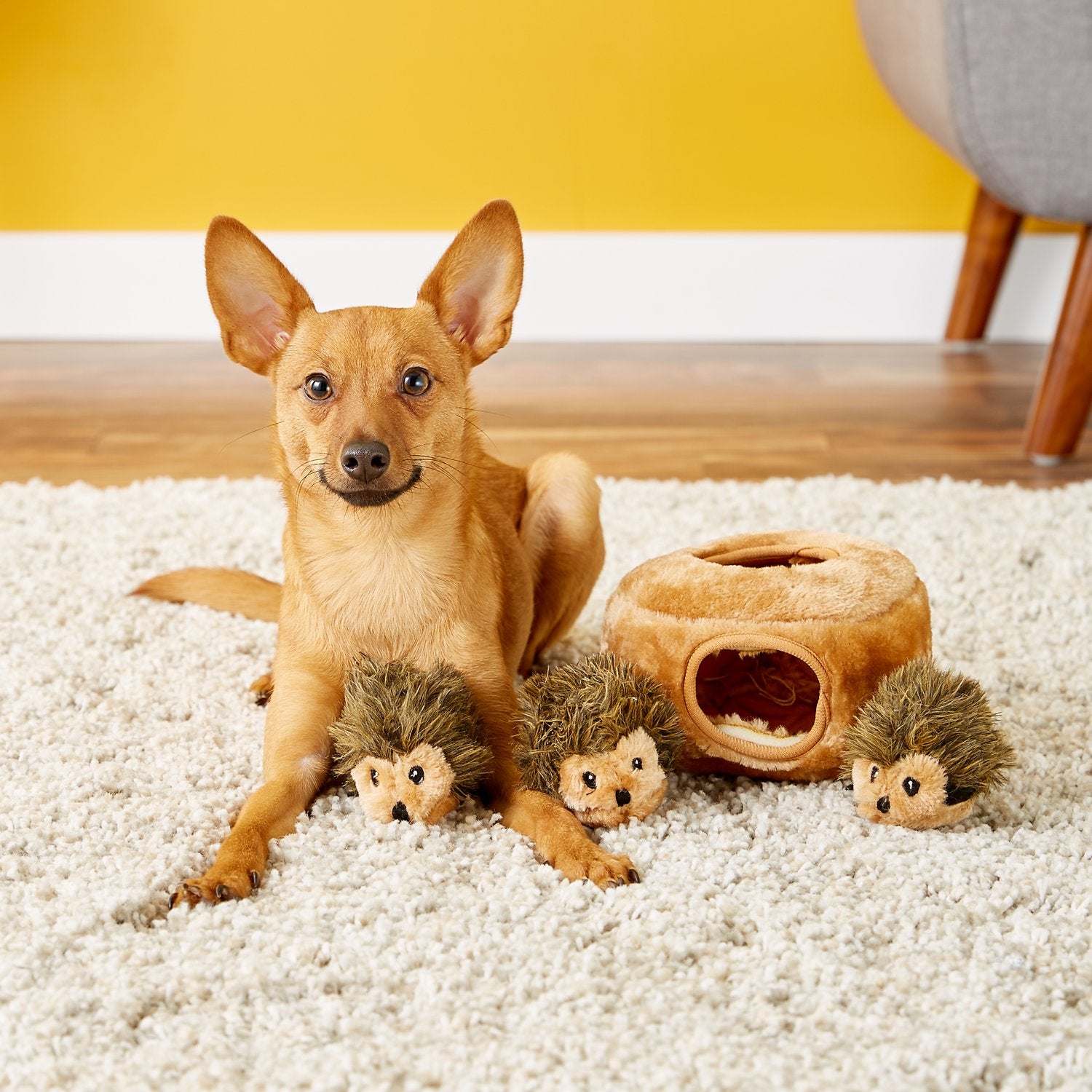 a small dog with the hedgehog puzzle