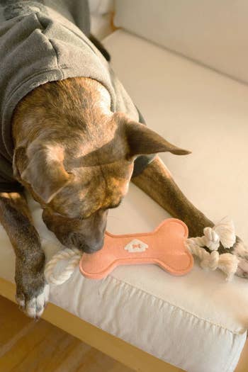 a dog playing with the salmon colored dog toy