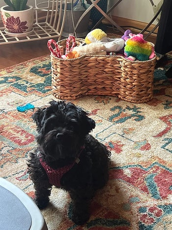 A reviewer's dog sitting in front of the basket