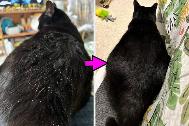Before and after views of a black cat with dandruff 