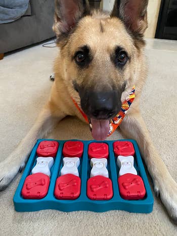 reviewer's German Shepherd with a puzzle feeder toy, looking at camera with tongue out while, engaging in mental stimulation activity